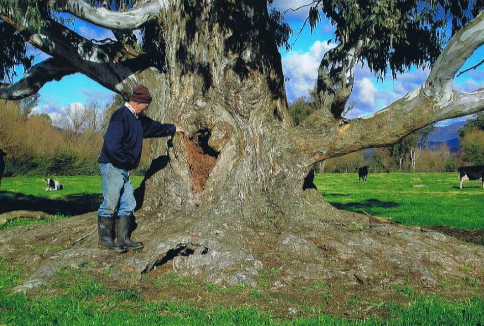 The Magic Tree 